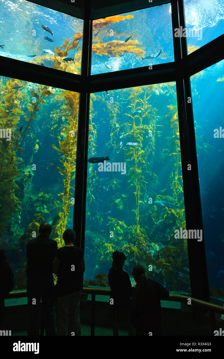Acquario di monterey bay immagini e fotografie stock ad alta