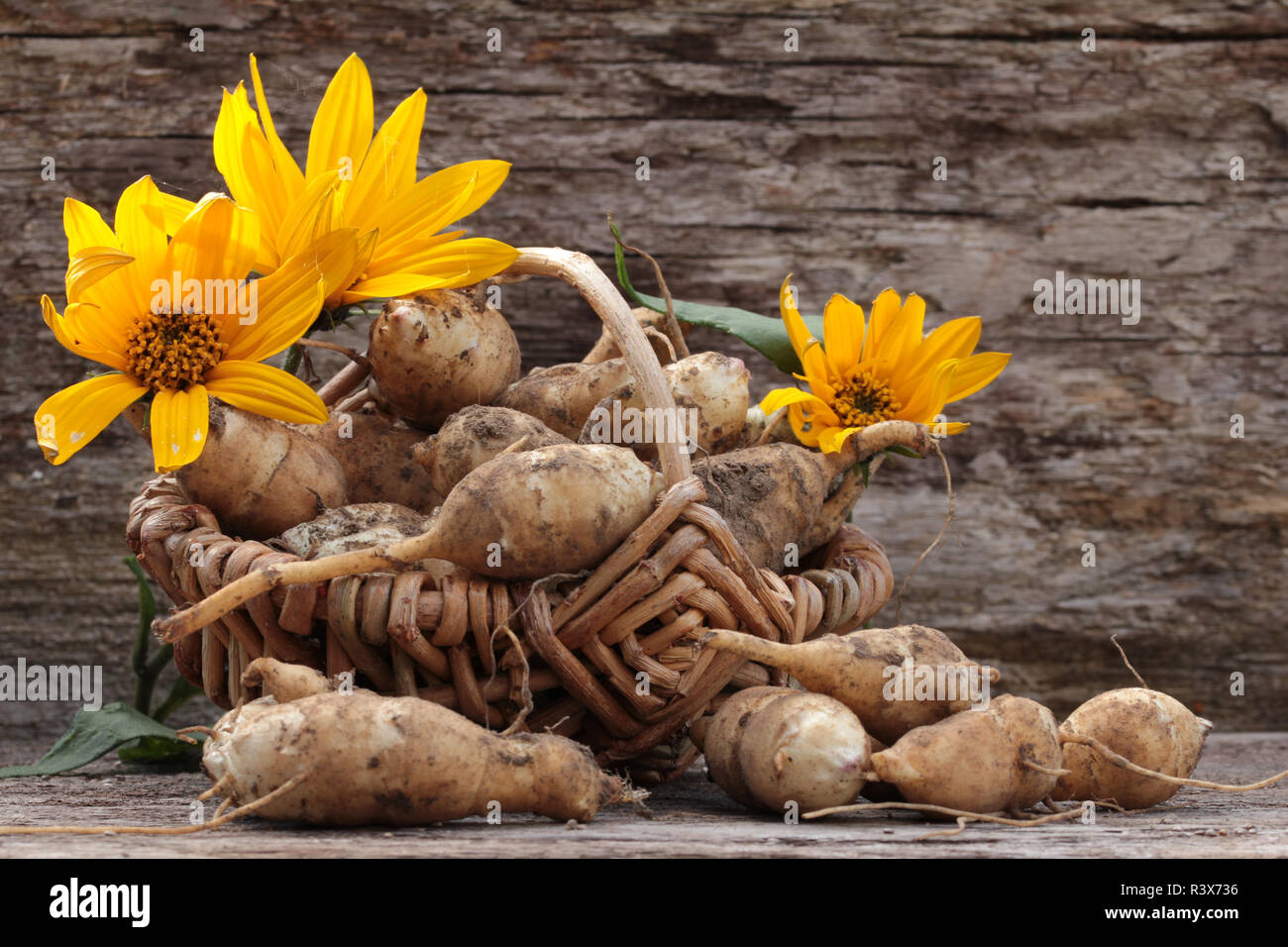 Fresh topinambur tuberi nel cestello Foto Stock