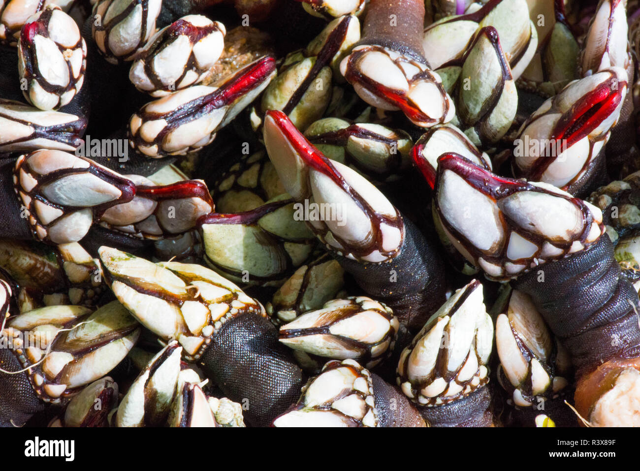 Percebes Galicia Immagini E Fotos Stock Alamy