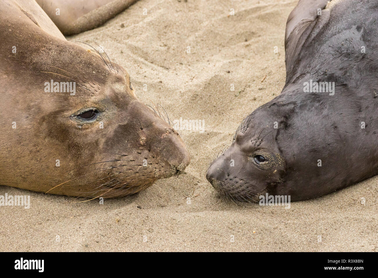 Stati Uniti, California, San Luis Obispo County. nord le guarnizioni di elefante, madre e pup Foto Stock