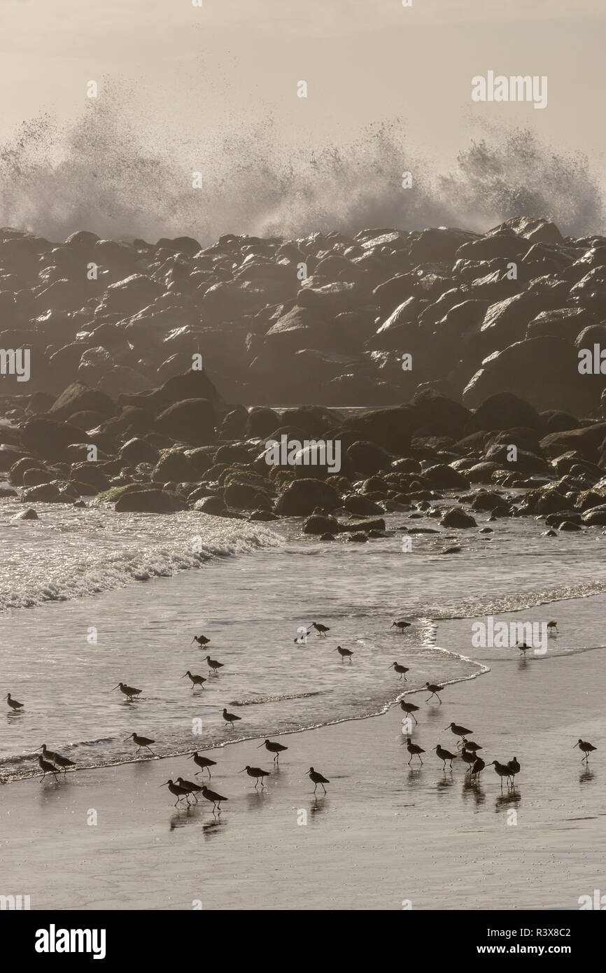 Stati Uniti, California, San Luis Obispo County. Godwits in marmo e le onde del mare. Foto Stock