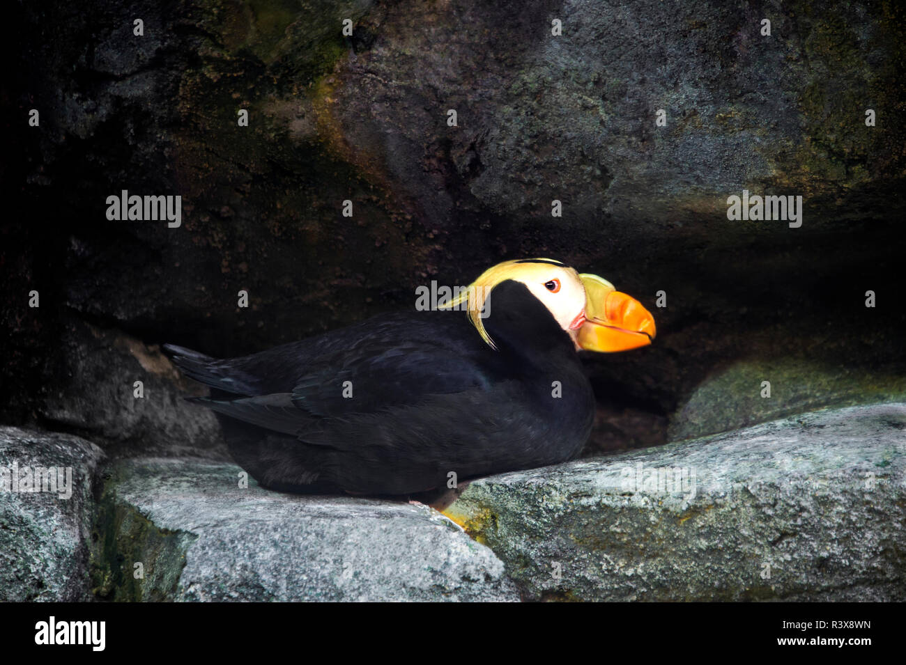 Stati Uniti, California, Long Beach. Captive tufted puffin presso l'Aquarium del Pacifico. Credito come: Dave Welling Jaynes / Galleria / DanitaDelimont. com Foto Stock