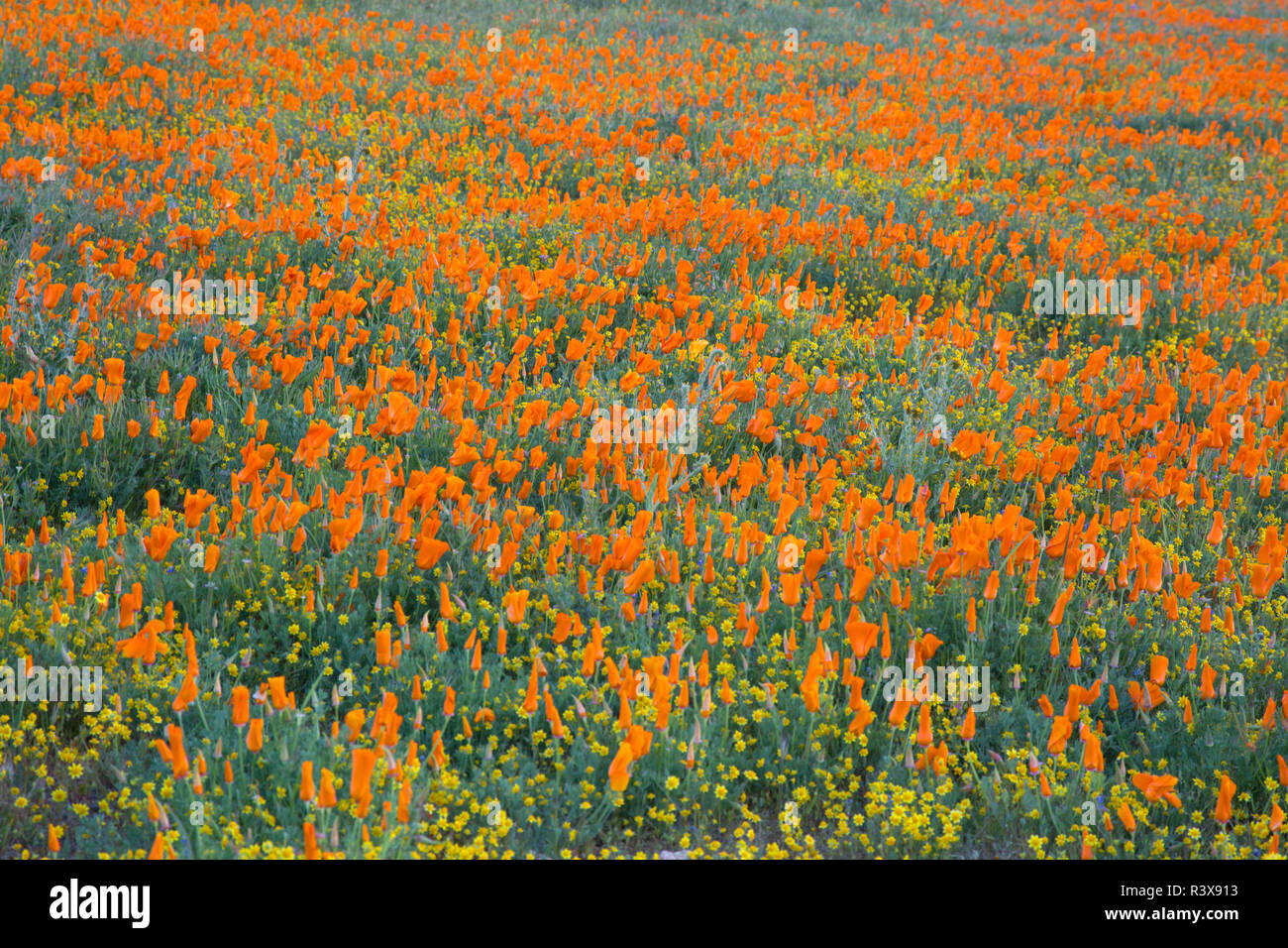 Stati Uniti, California, Mojave Desert. California poppy fiorisce e goldfields campo di copertura. Foto Stock