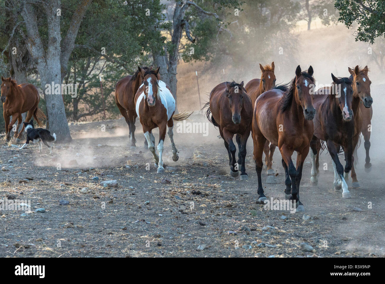 Stati Uniti, California, Parkfield, V6 Ranch cavalli in corsa e sollevando la polvere Foto Stock