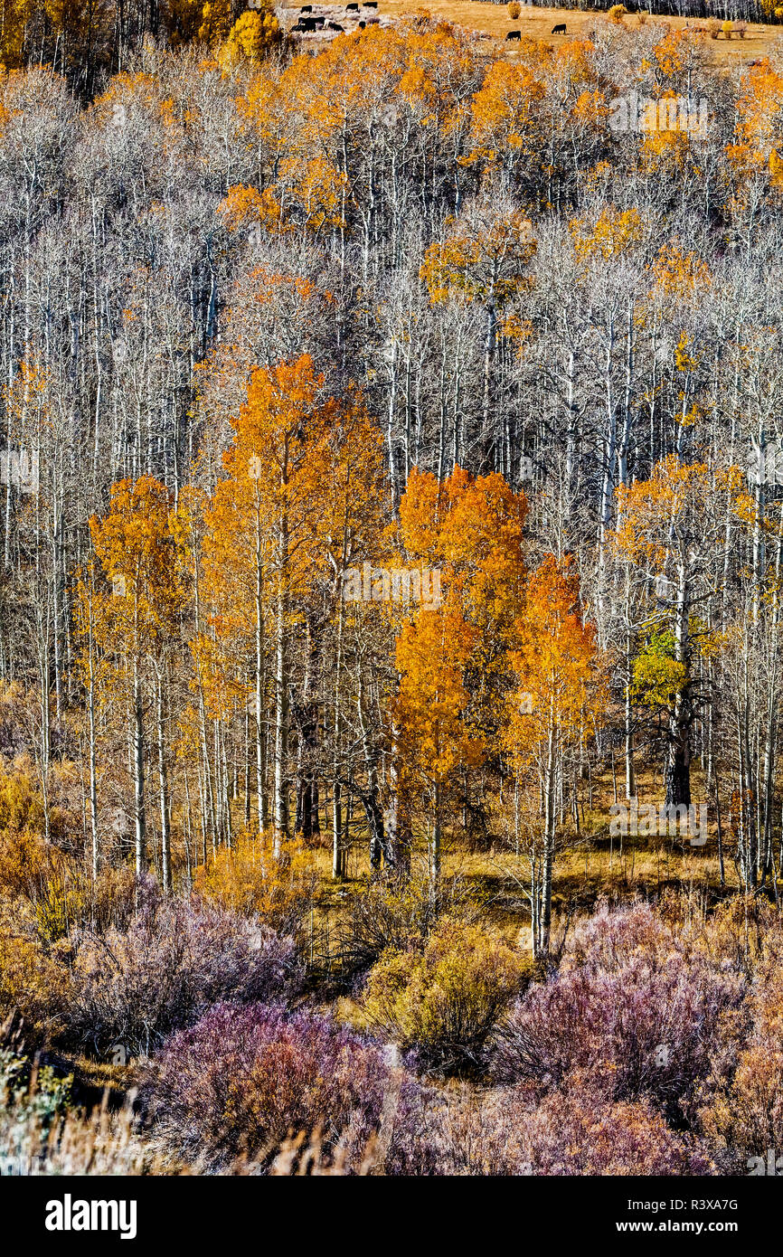 Conway Pass, HWY 395. Stati Uniti d'America, Lee Vining, California Foto Stock