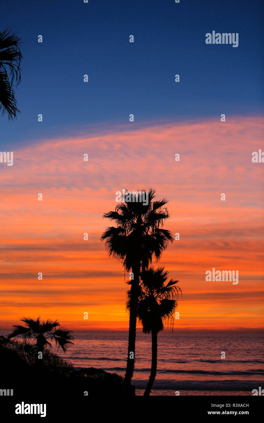 Solana Beach, San Diego County, California. Le palme si affacciano sull'oceano durante una rosa, nuvola arancione tramonto con cielo blu Foto Stock