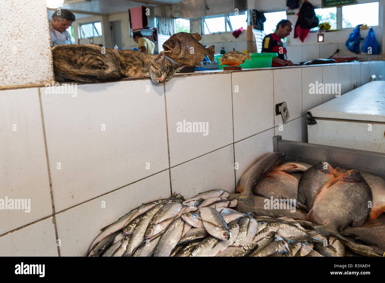 Gatto dorme accanto a un piranha farcite sopra il fiume del Amazon pesce nel mercato a Manaus Amazonas Stato, Brasile Foto Stock
