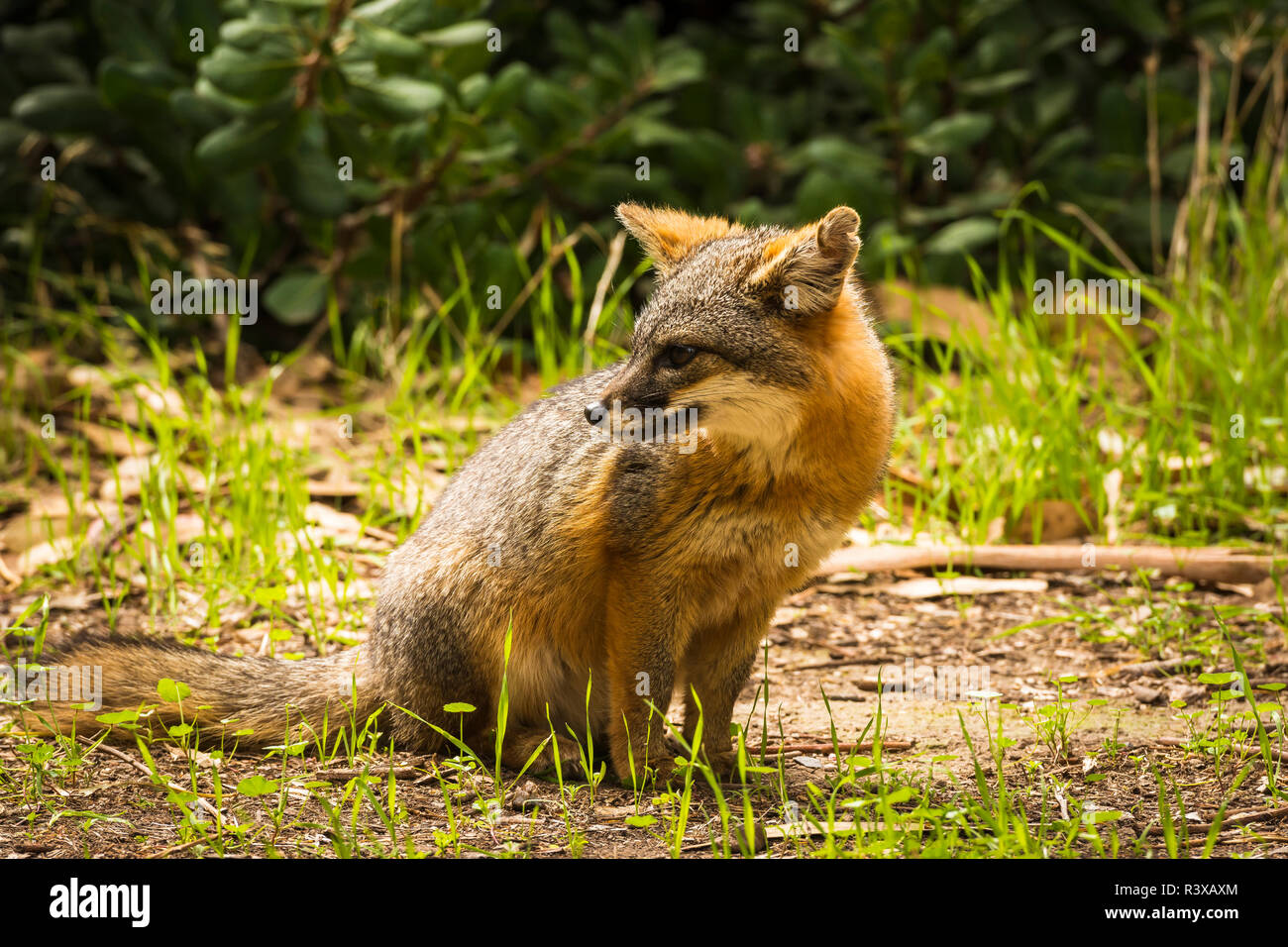 Isola fox (Urocyon littoralis), Isola di Santa Cruz, Channel Islands National Park, California, Stati Uniti d'America Foto Stock