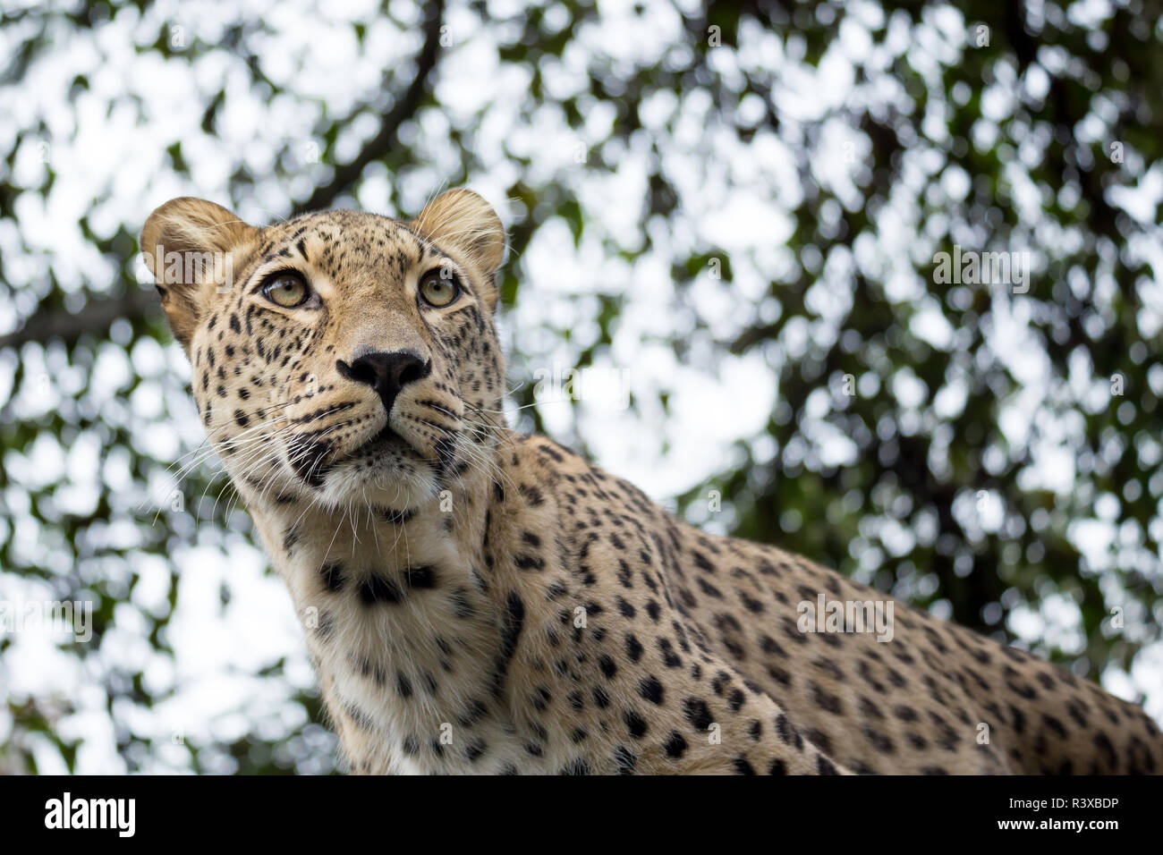 Colpo alla testa di leopardo persiano Foto Stock