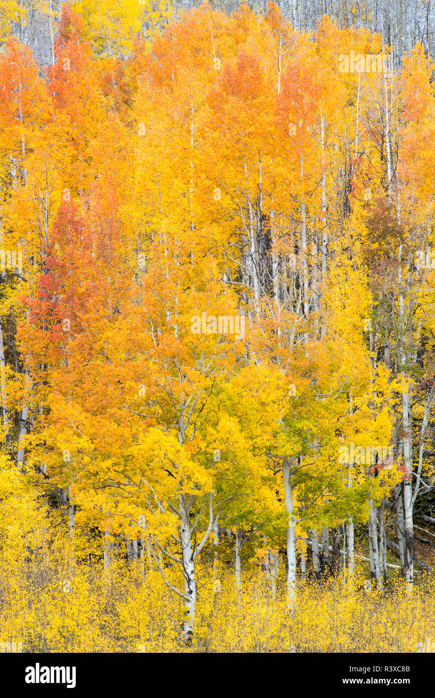 Giallo e arancione Aspens caduta, la Foresta Nazionale di Gunnison, Colorado Foto Stock