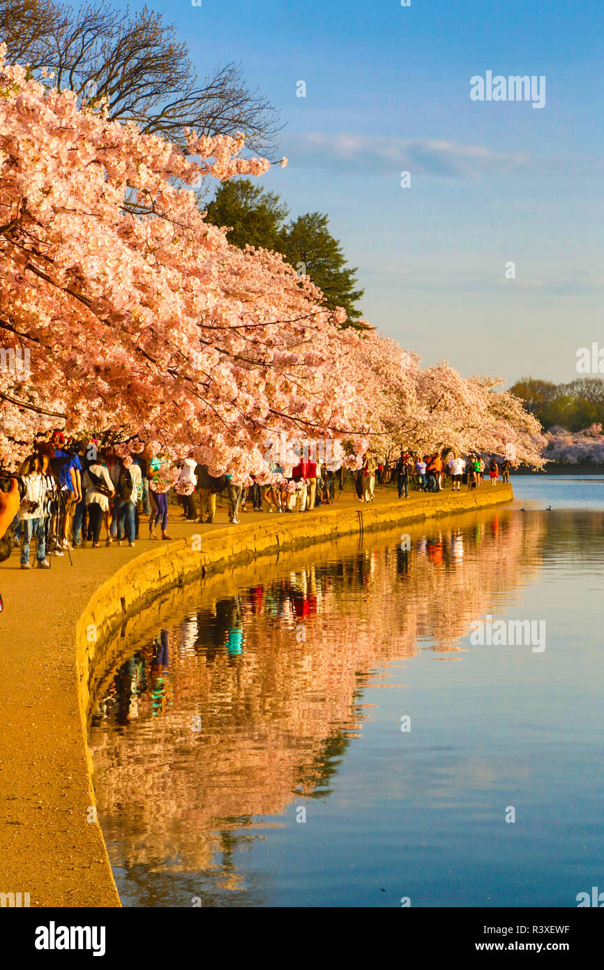 Stati Uniti d'America, il Distretto di Columbia, Washington DC, godendo i fiori di ciliegio, Tidal Basin Foto Stock