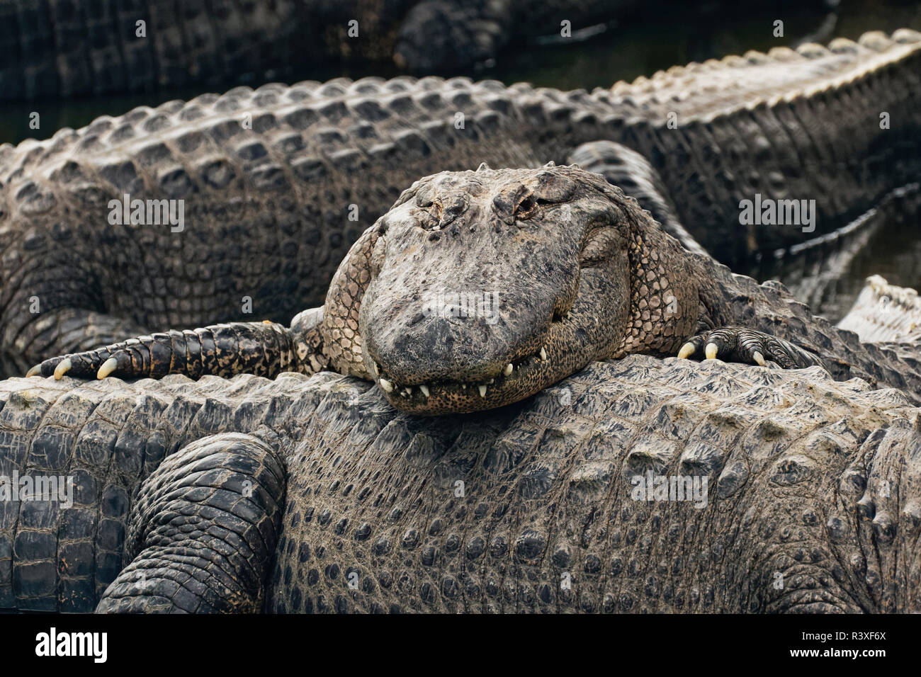 American alligator Alligator mississippiensis, Gatorland, Orange County, Florida, vicino a Orlando Foto Stock