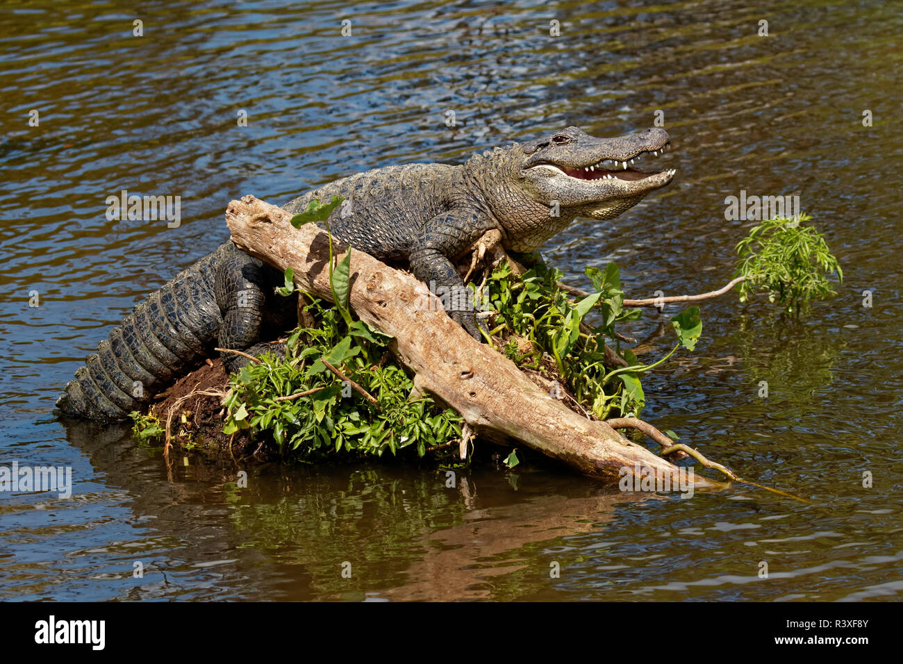 Il coccodrillo americano ensoleillement sul log, alligatore mississippiensis, Gatorland, Orlando, Florida. Foto Stock