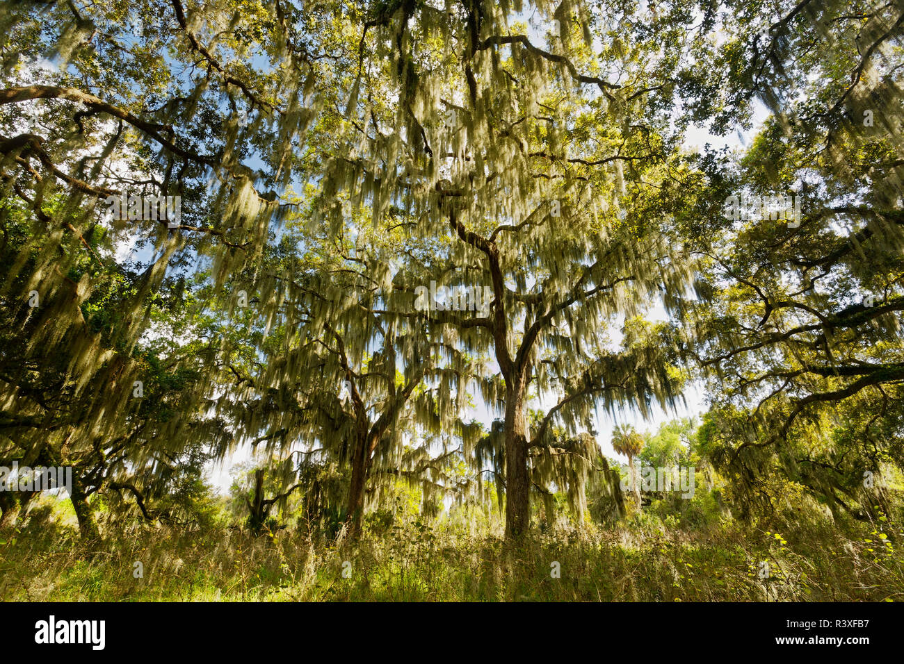 Live oaks drappeggiati in muschio Spagnolo di sunrise, cerchio B Bar Riserva, Polk County, vicino Lakeland, Florida. Foto Stock