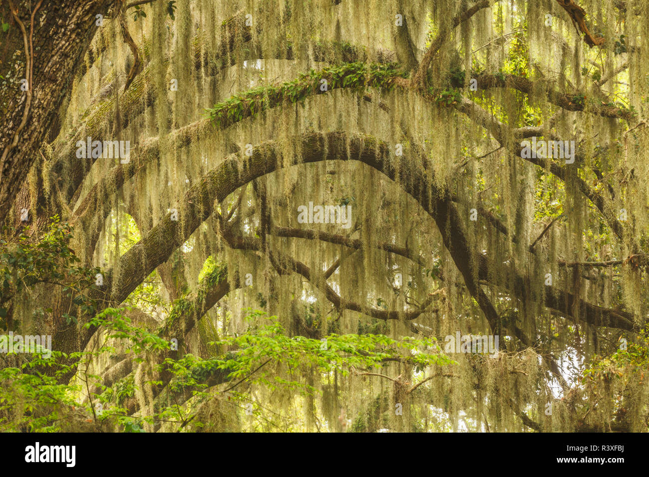 Live oaks drappeggiati in muschio Spagnolo di sunrise, cerchio B Bar Riserva, Polk County, vicino Lakeland, Florida. Foto Stock