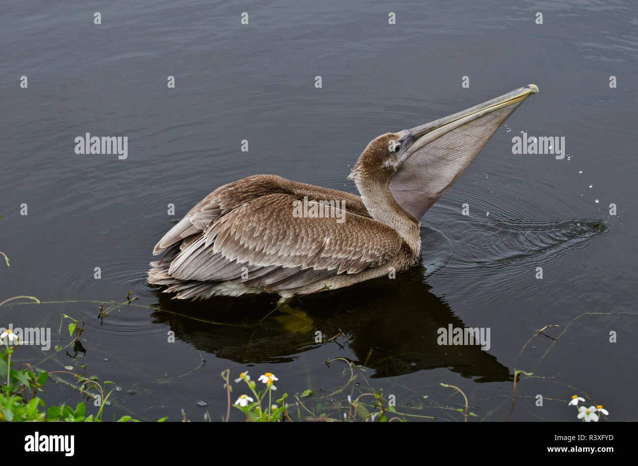 Stati Uniti d'America, Florida, Venezia, Audubon Rookery, capretti Brown Pelican alimentare Foto Stock