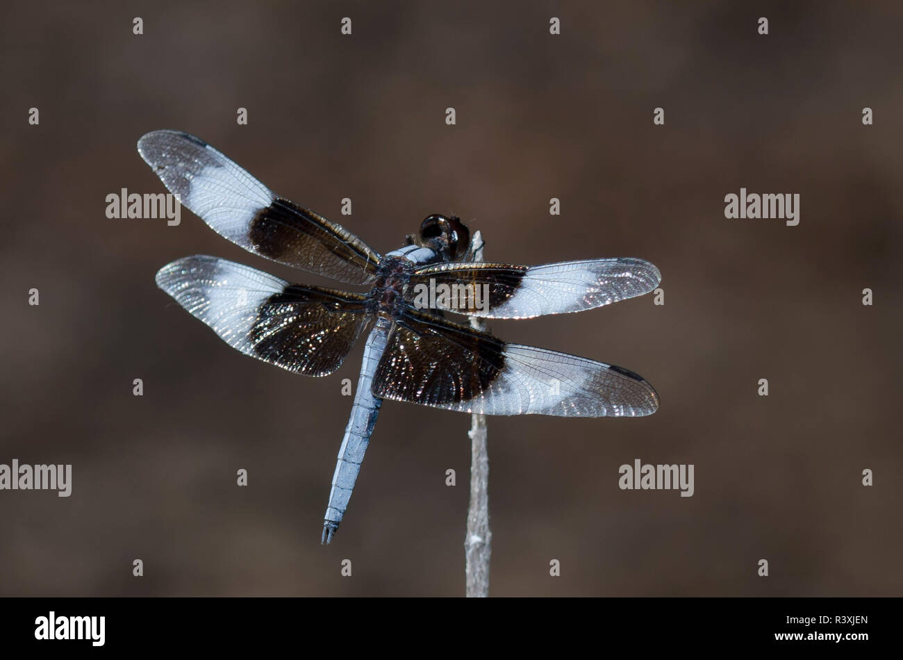 Vedova schiumarola Libellula luctuosa, maschio Foto Stock