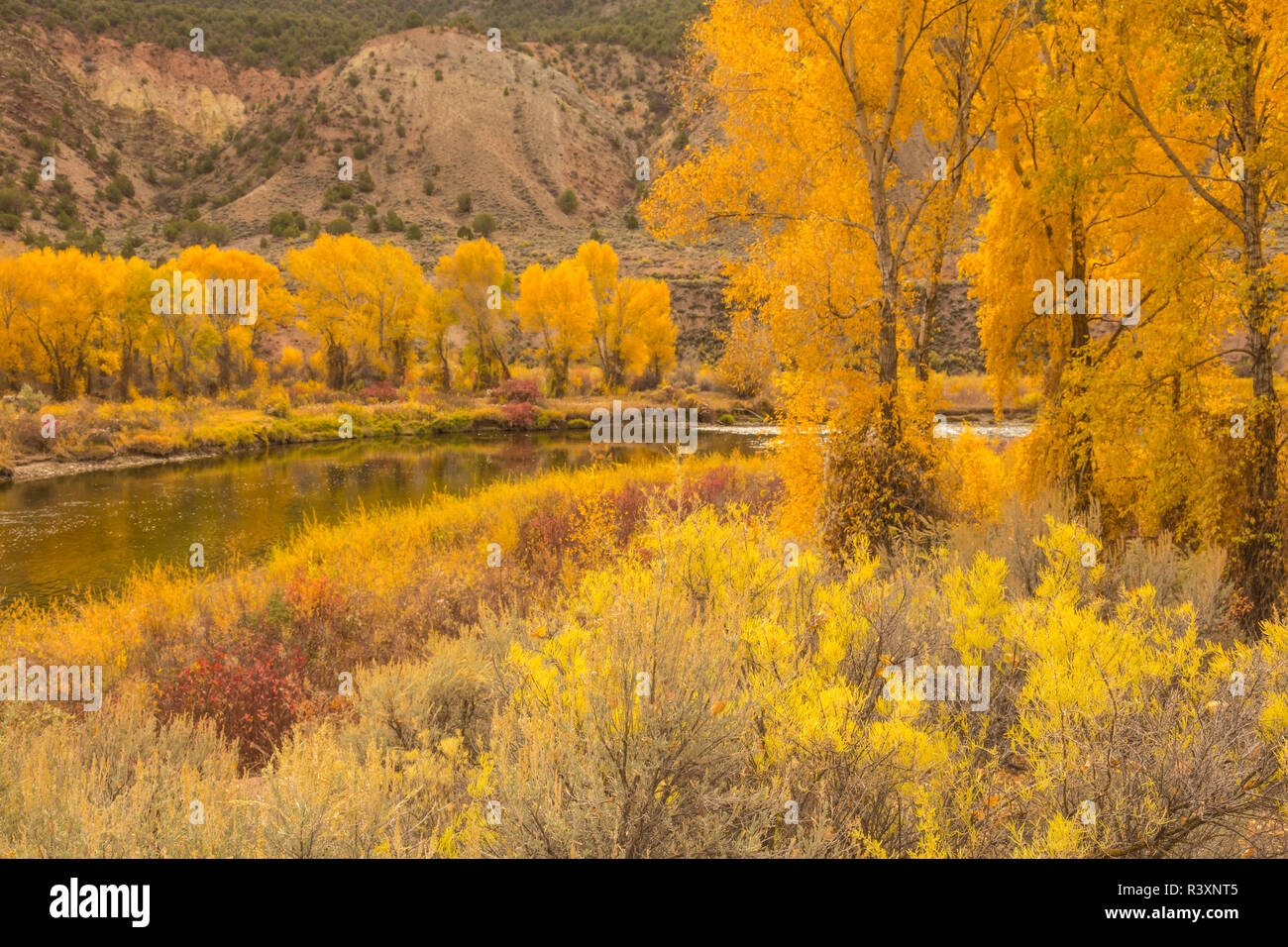 Stati Uniti d'America, Colorado, Eagle River. Cottonwoods in autunno a colori e sul fiume. Credito come: Cathy e Gordon Illg Jaynes / Galleria / DanitaDelimont.com Foto Stock
