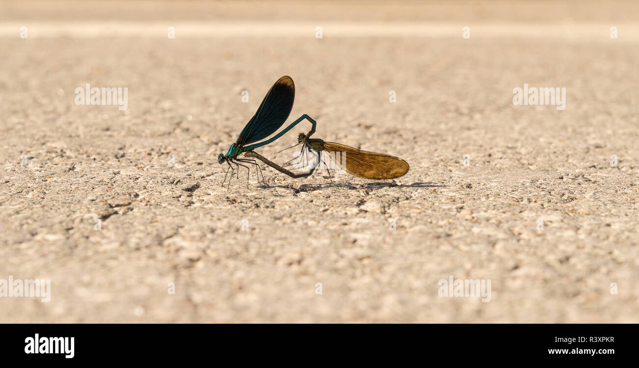 Calopteryx virgo. Belle demoiselle mate sulla strada. Primo piano della femmina e maschio a forma di libellula Foto Stock