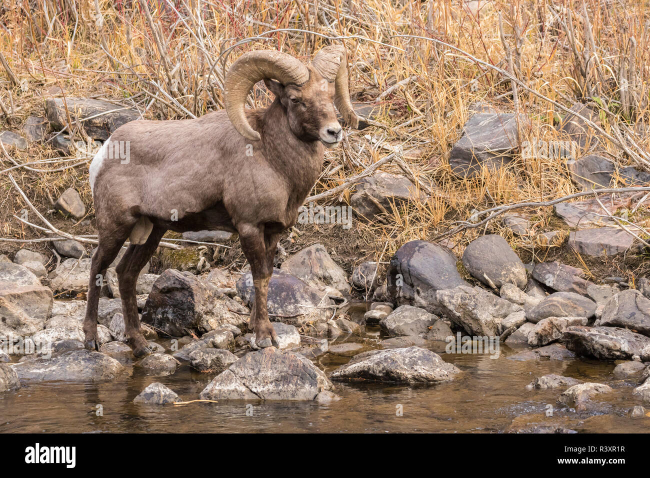 Stati Uniti d'America, Colorado, Waterton Canyon. Bighorn ram e flusso. Foto Stock