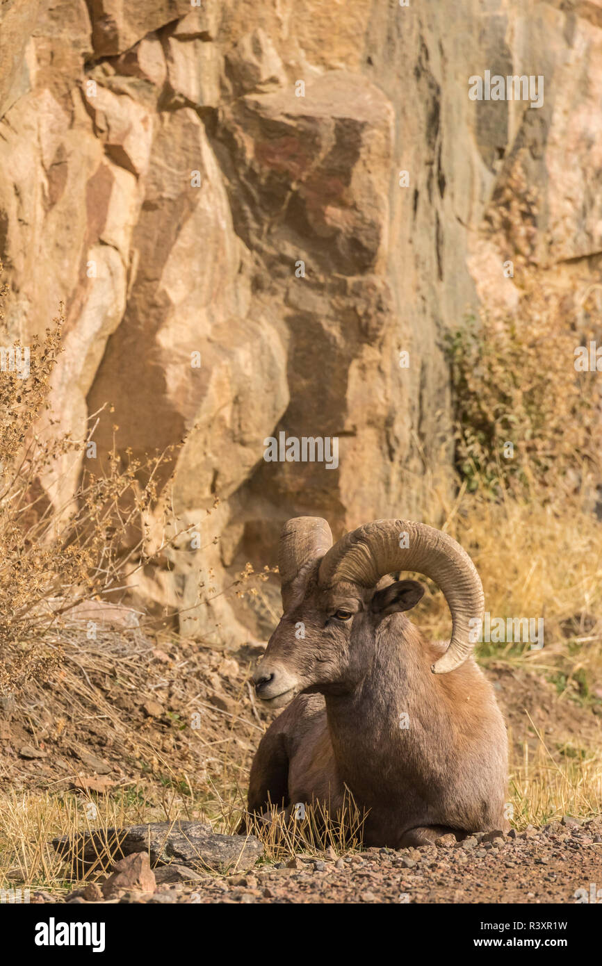 Stati Uniti d'America, Colorado, Waterton Canyon. Bighorn ram in appoggio. Foto Stock