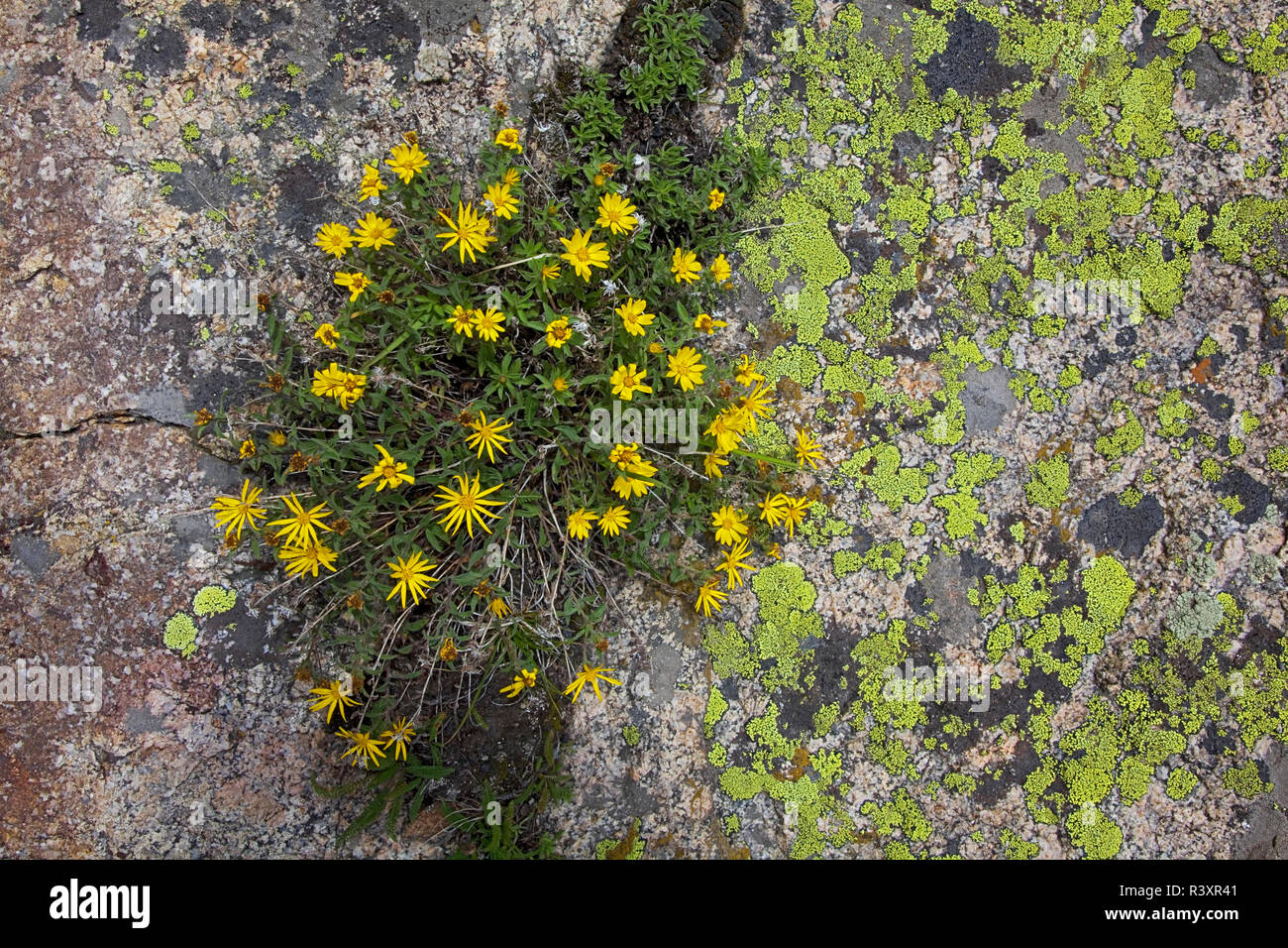 Stati Uniti d'America, Colorado, White River National Forest, Lichen su roccia, Dwarf Golden Aster, Heterotheca pumila Foto Stock