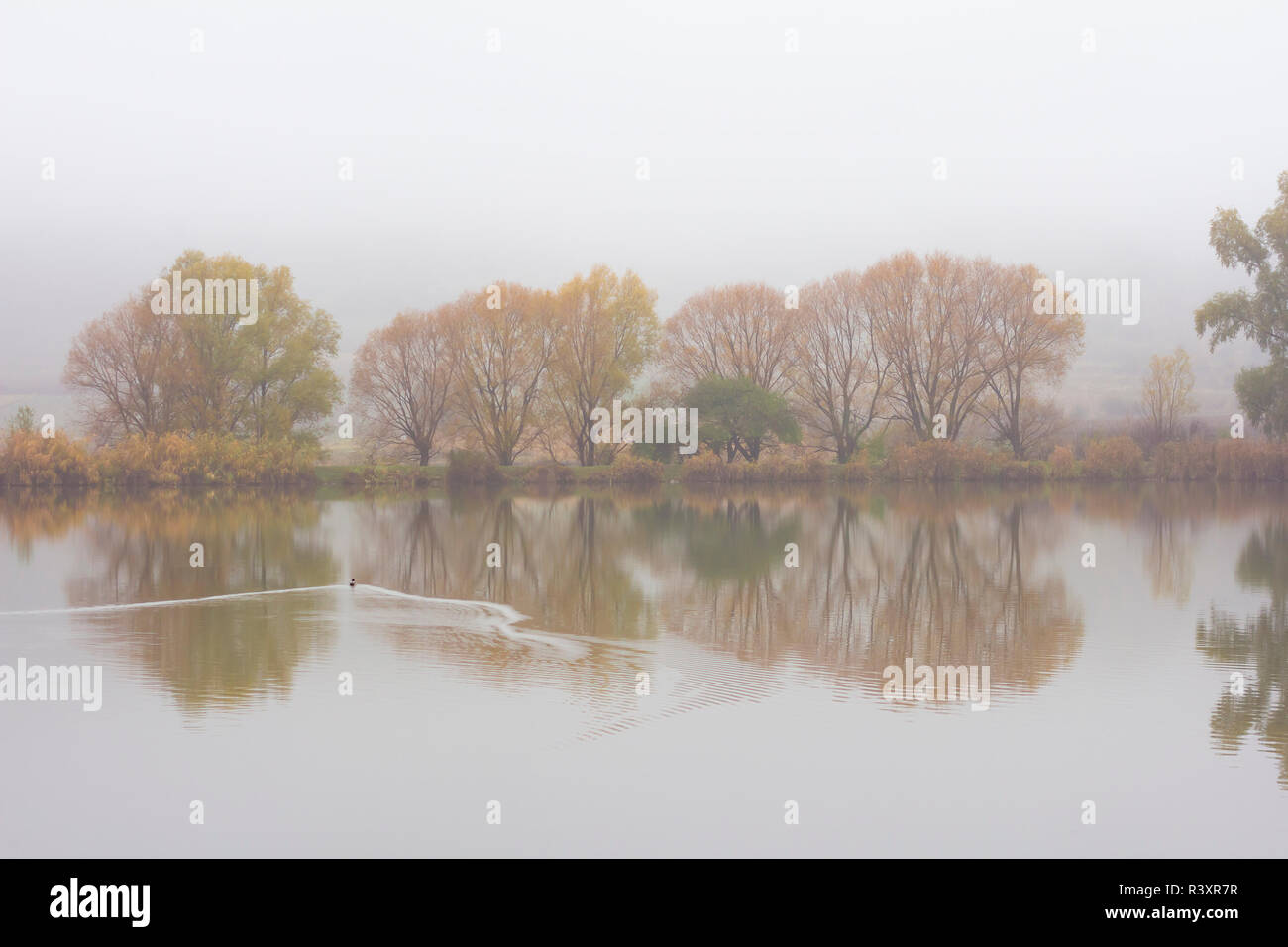 Duck nuota sul lago nel nebbioso giorno Foto Stock