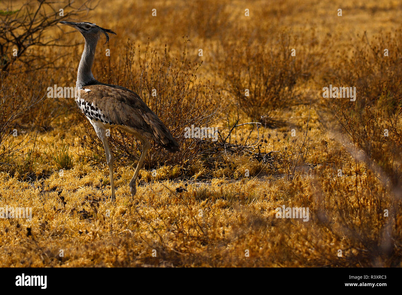 Kori Bustard sulle pianure africane Foto Stock
