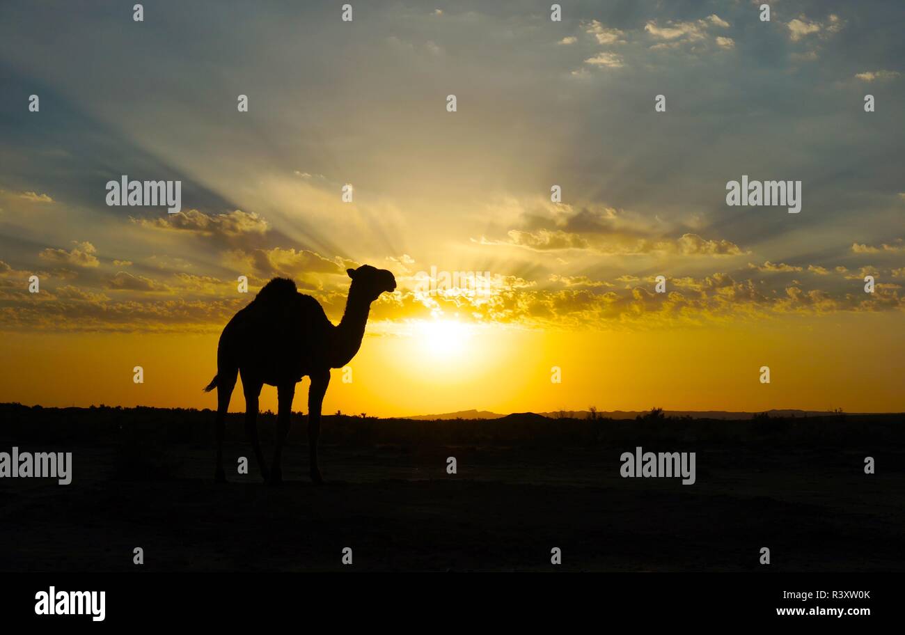 Un unico cammello sta in piedi di fronte ad un bel tramonto nel deserto di Uzbekistan Foto Stock