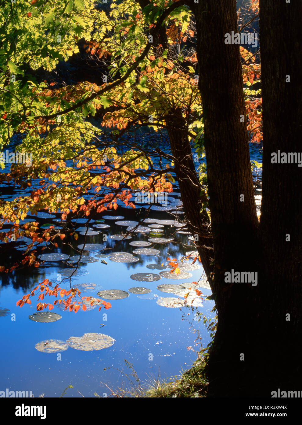Stati Uniti d'America, Illinois, Lake Murphysboro parco dello stato. Struttura retroilluminata e Lily Pad. Foto Stock