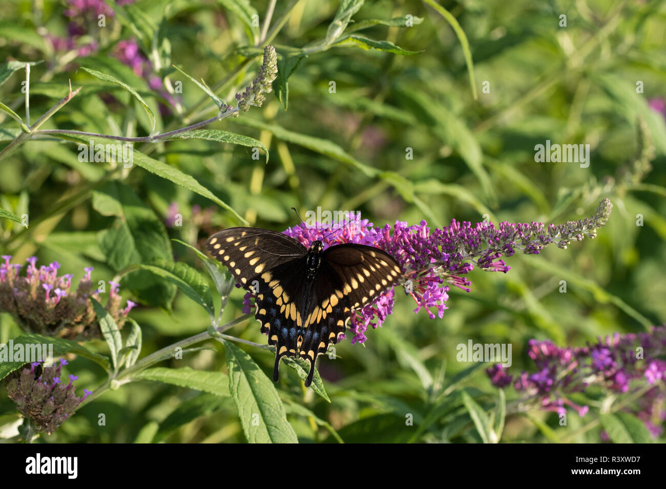 Nero a coda di rondine (Papilio Polyxenes) maschio sulla boccola a farfalla (Buddleja Davidii) Marion County, Illinois Foto Stock