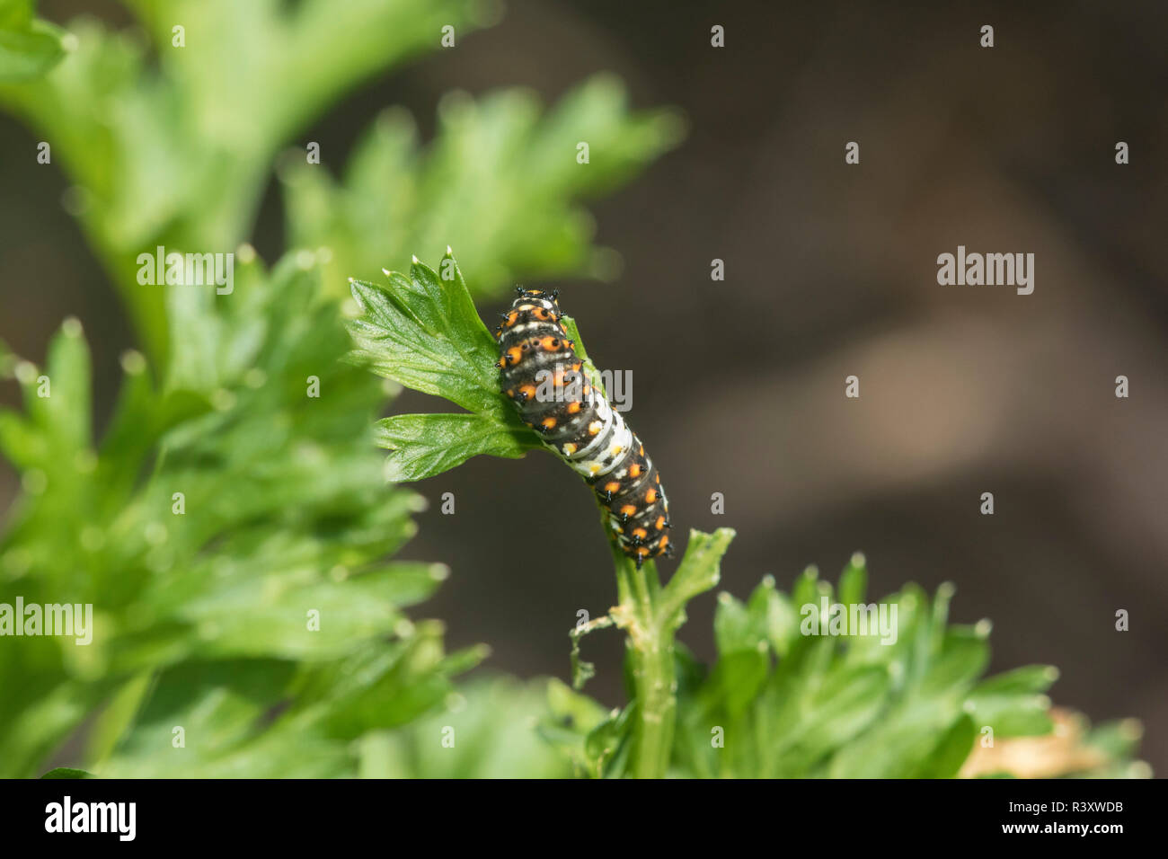 Nero a coda di rondine (Papilio Polyxenes) caterpillar su Prezzemolo Marion County, Illinois Foto Stock