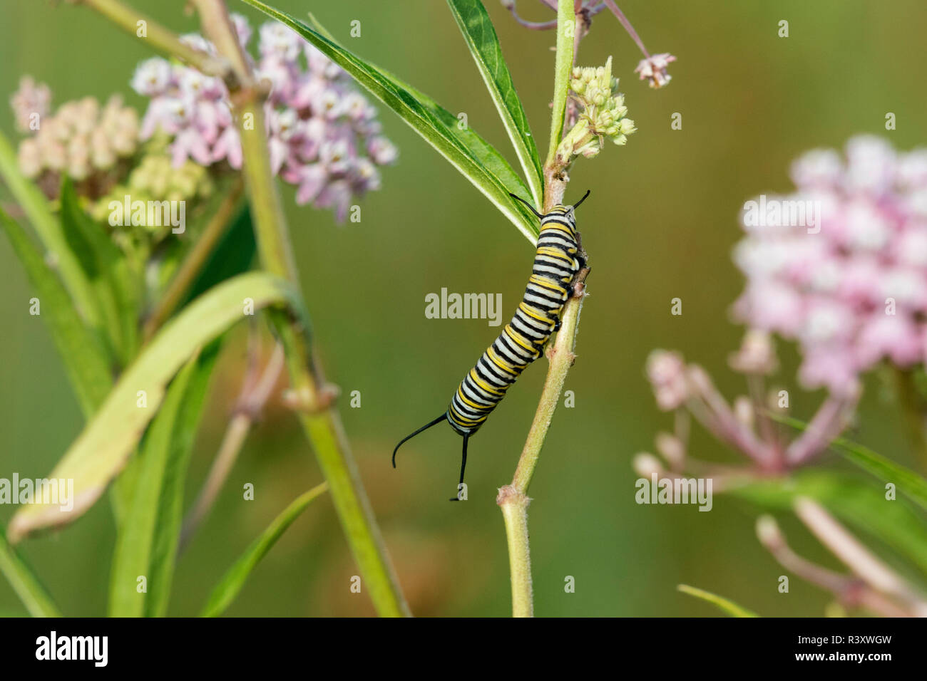 La Monarch (Danaus Plexippus) caterpillar su Swamp Milkweed (Asclepias Incarnata) Marion County, Illinois Foto Stock