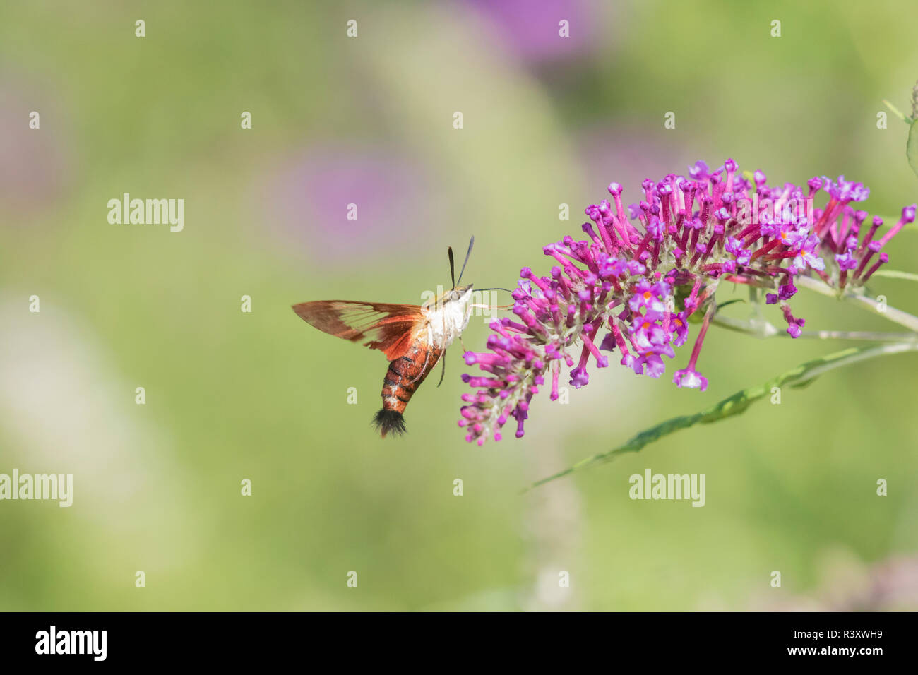 Hummingbird Clearwing (Hemaris Thysbe) sulla boccola a farfalla (Buddleja Davidii) Marion County, Illinois Foto Stock