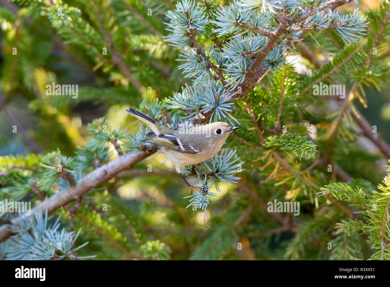 Ruby-incoronato Kinglet (Regulus calendula) immaturi blu in cedro atlas, Marion County, Illinois Foto Stock