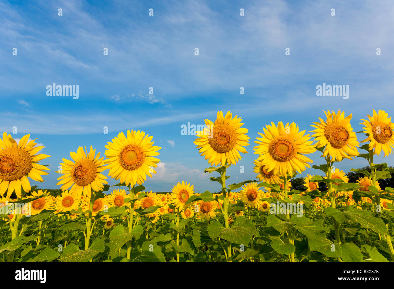 Campo di girasole Sam stato Parr Park, Jasper County, Illinois Foto Stock