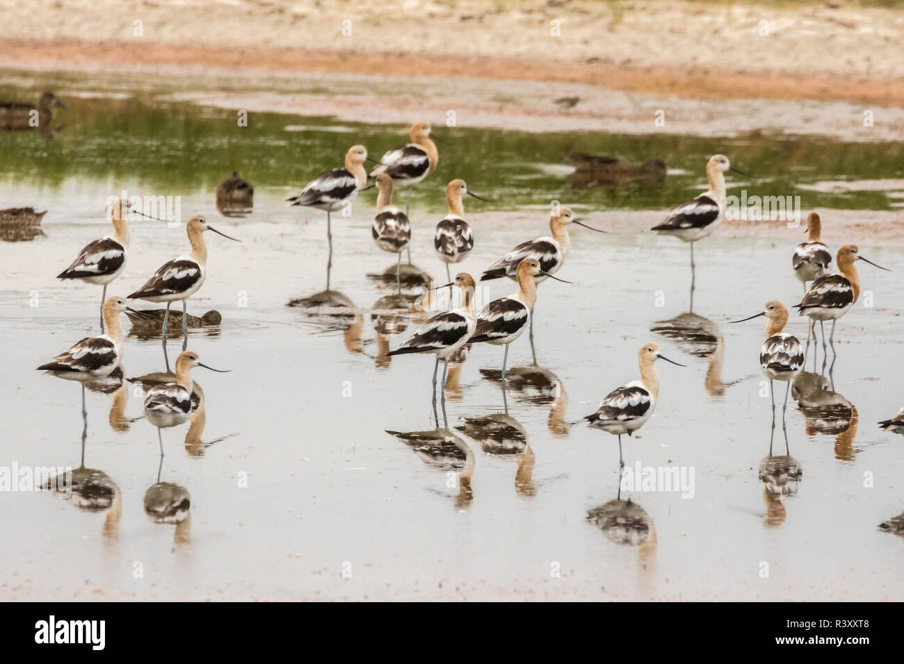 Stati Uniti d'America, Kansas, Quivira National Wildlife Refuge. American avocette in acqua. Foto Stock