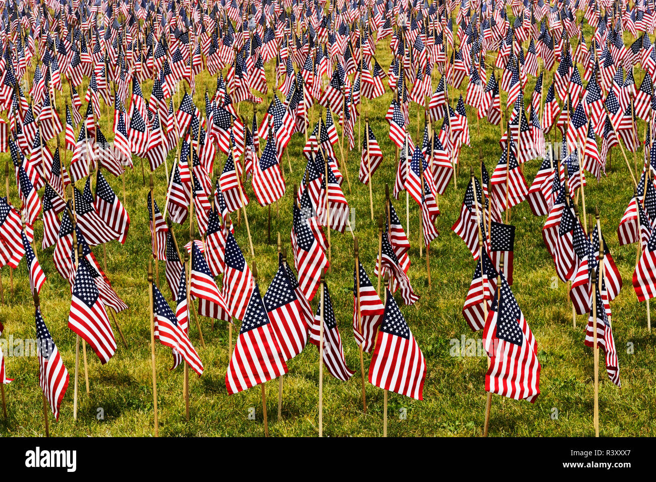 Venti mila bandierine americane sul grande prato, Louisville, Kentucky, Via di luglio Foto Stock