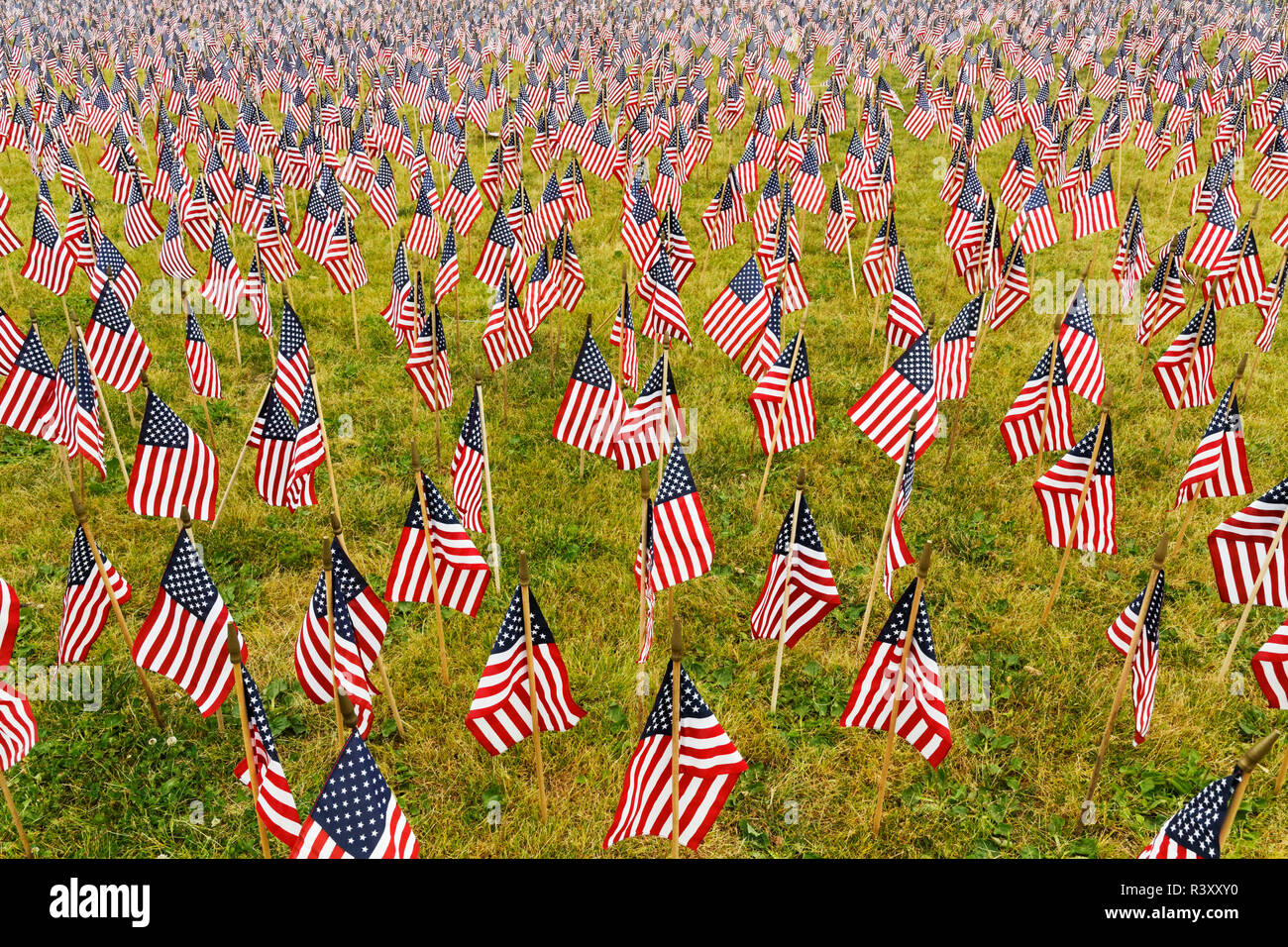 Venti mila bandierine americane sul grande prato, Louisville, Kentucky, Via di luglio Foto Stock