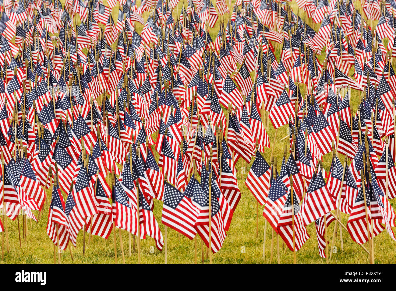Venti mila bandierine americane sul grande prato, Louisville, Kentucky, Via di luglio Foto Stock
