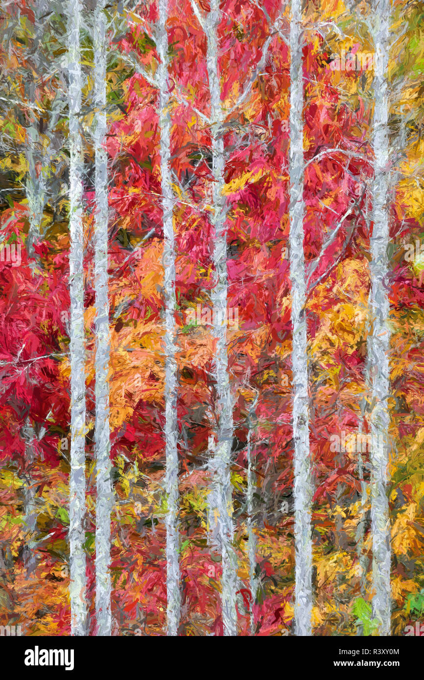 La verniciatura effetto sui colori autunnali e alberi, Red River Gorge, Kentucky Foto Stock