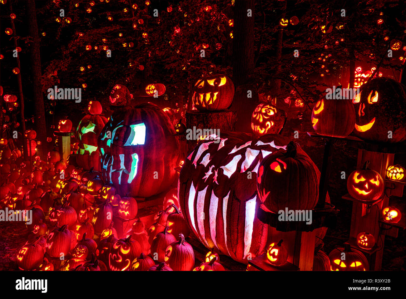 Display di grandi dimensioni di molte varietà di zucche decorate per Halloween, Louisville, Kentucky Foto Stock