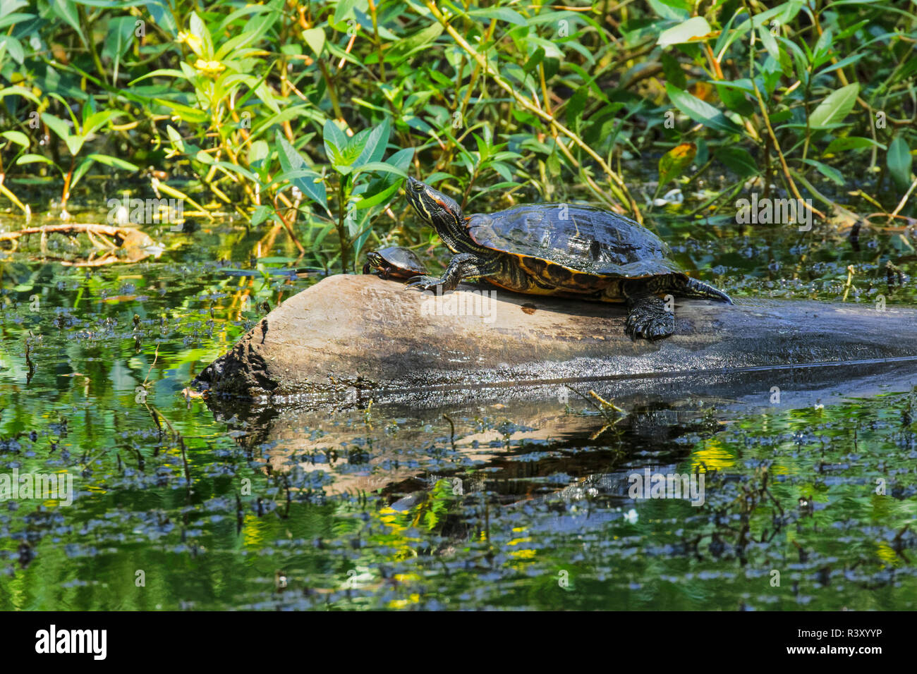 Per adulti e bambini red-eared slider, Trachemys scripta elegans, la condivisione di un log, Creasey Mahan Nature Preserve, Gosen, Kentucky Foto Stock
