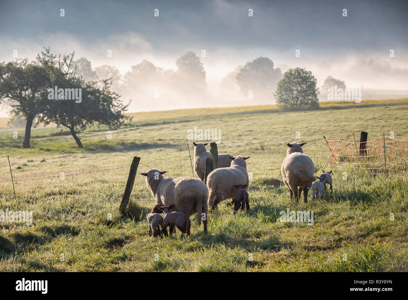 Le pecore nella nebbia Foto Stock