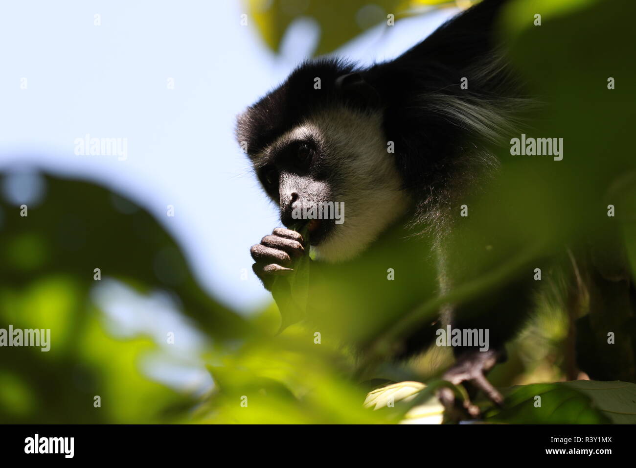 1 un unico, Colobus Monkey, guardando attraverso, Profilo testa , mano vicino a bocca, attraverso foglie sul lembo di albero, Bigodi zone umide, Uganda, Africa Foto Stock