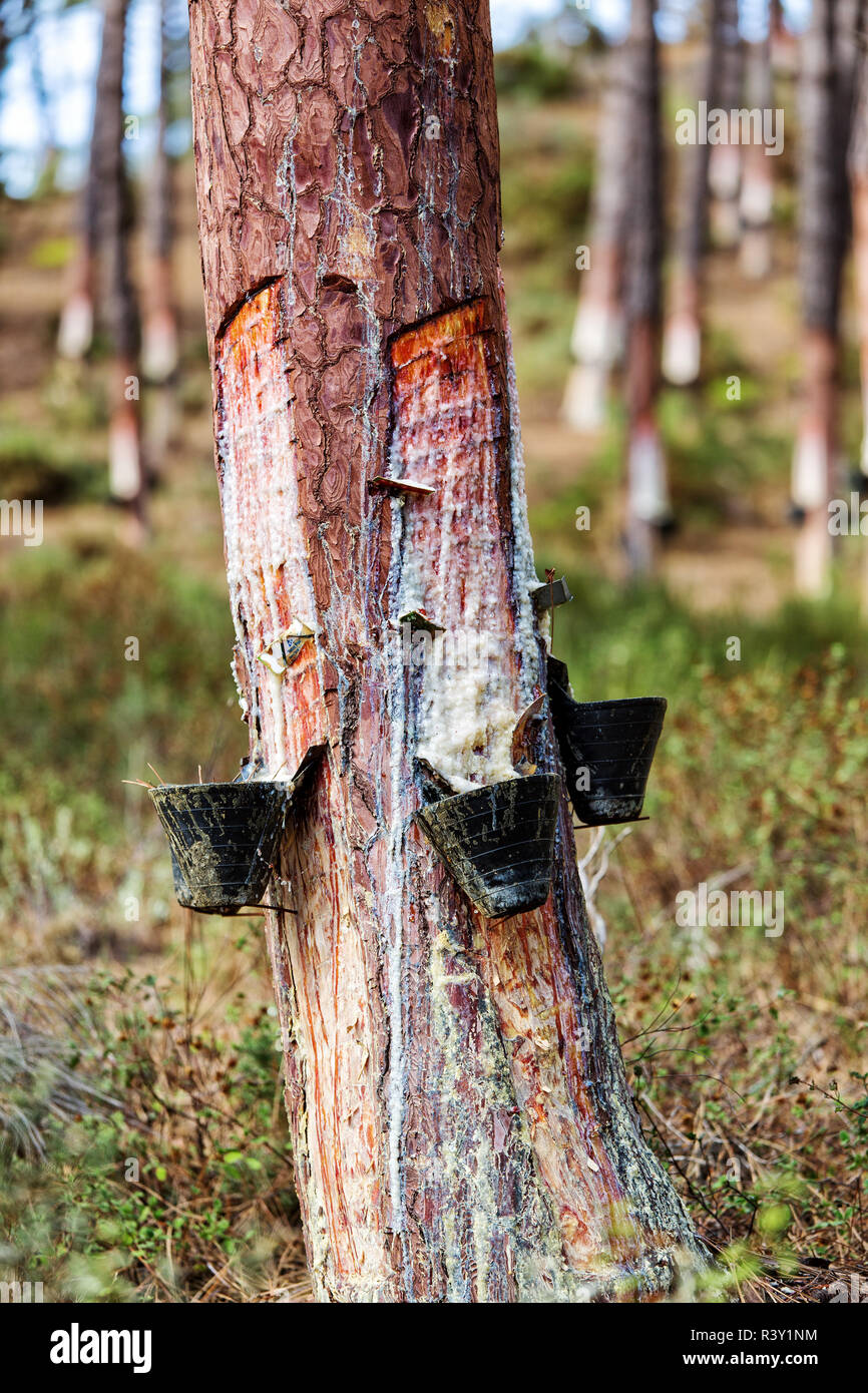 Raccogliere la resina di pino in contenitori in plastica Foto Stock