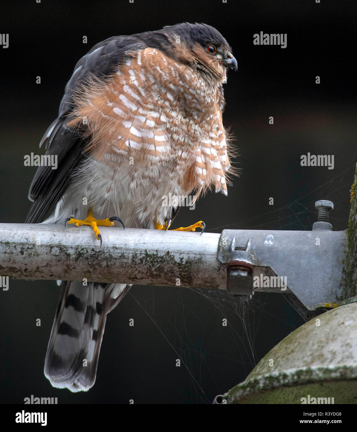 Elkton, OREGON, Stati Uniti d'America. 24 Novembre, 2018. Una sharp-shinned hawk posatoi su un alluvione luce apparecchio attaccato al fienile in una fattoria vicino a Elkton, nelle zone rurali western Oregon. Sharp-shinned hawks hanno breve ali e code lunghe che li aiutano a manovrare attraverso gli alberi nel perseguimento dei loro preda che consiste principalmente di uccelli canori. Credito: Robin Loznak/ZUMA filo/Alamy Live News Foto Stock