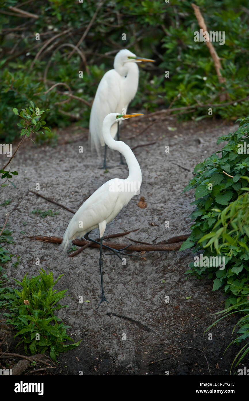 Stati Uniti d'America, Florida, Venezia. Audubon Rookery, Airone bianco maggiore coppia Foto Stock