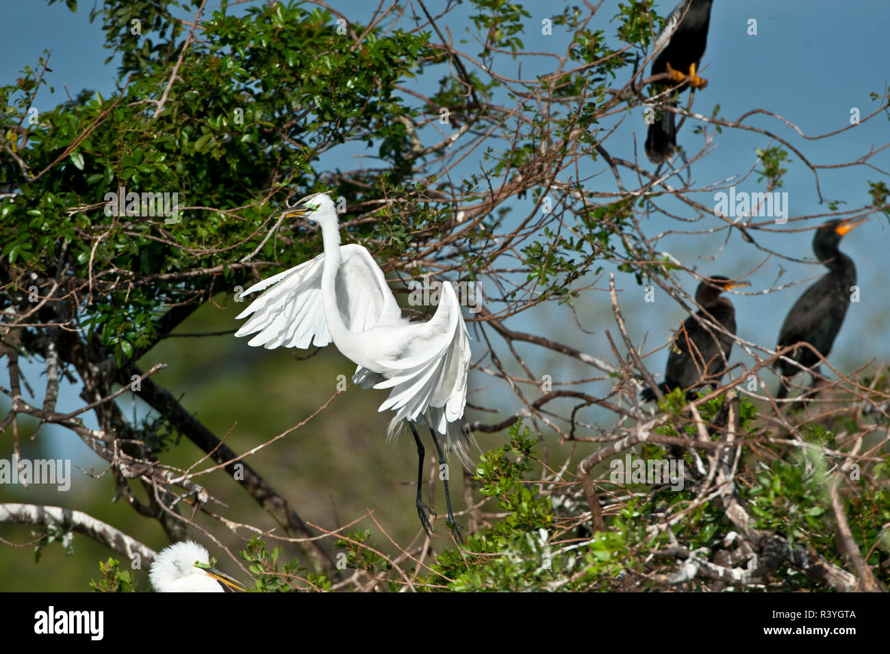 Stati Uniti d'America, Florida, Venezia. Audubon Rookery, Airone bianco maggiore Foto Stock