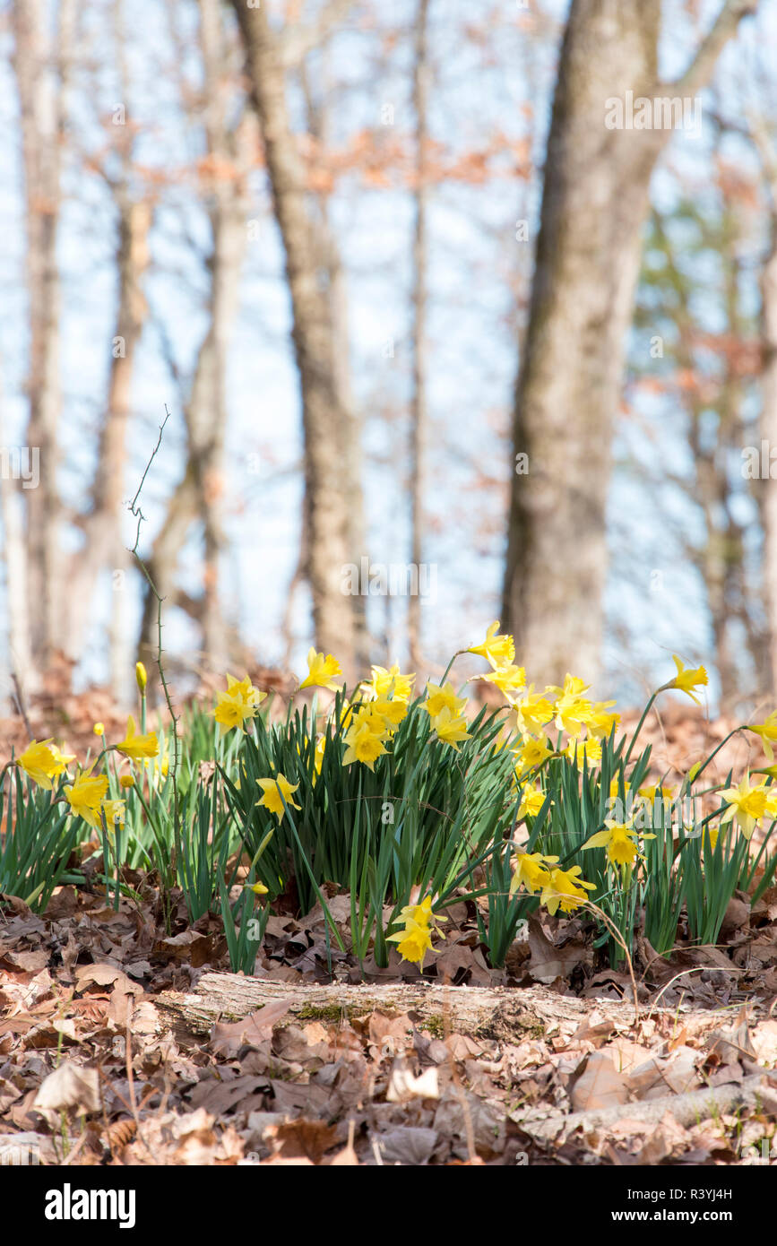 Stati Uniti d'America, Georgia, Fort Oglethorpe. Campo di Battaglia di Chickamauga National Military Park. La molla narcisi blooming Foto Stock